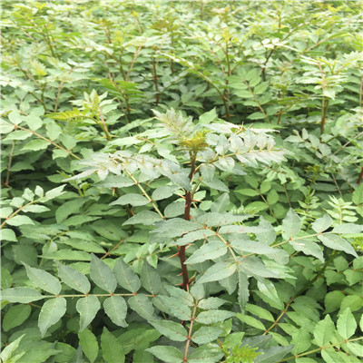 花椒小苗成熟季节 花椒小苗每天报价