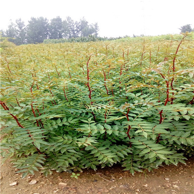 花椒小苗種植季節(jié) 花椒小苗批發(fā)基地