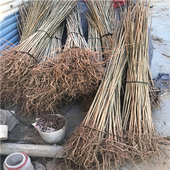 占地泰山紅油香椿苗報(bào)價(jià)多少錢
