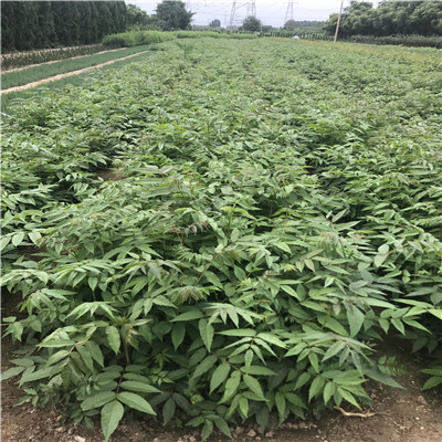 香椿苗种植技术两年的香椿苗批发基地