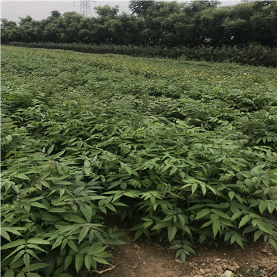 大香椿苗批發(fā)價格兩年的大香椿苗批發(fā)基地