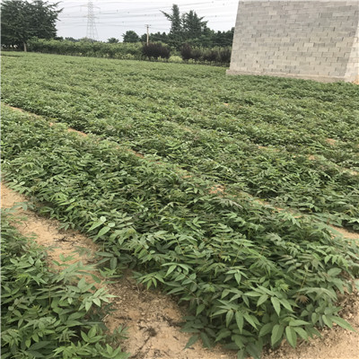 香椿苗批發(fā)基地占地香椿苗銷(xiāo)售電話(huà)