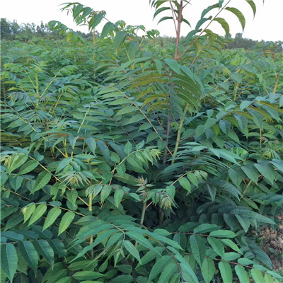 香椿树小苗成熟季节直径一公分香椿树小苗每天报价