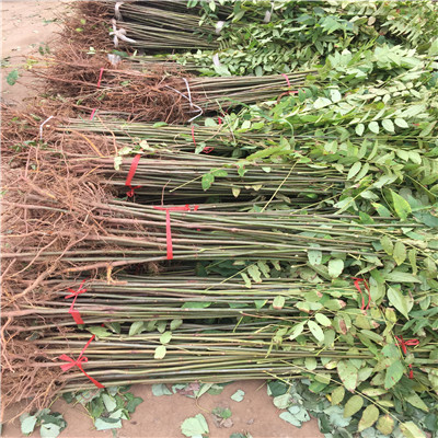 紅油香椿苗種植季節(jié)山東香椿苗基地紅油香椿苗價(jià)格及報(bào)價(jià)