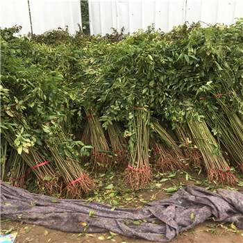 直徑一公分香椿樹小苗兩年結(jié)果