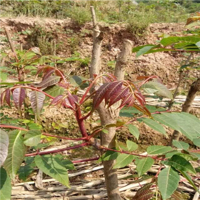 紅油香椿大苗種植季節(jié)占地紅油香椿大苗每天報(bào)價(jià)