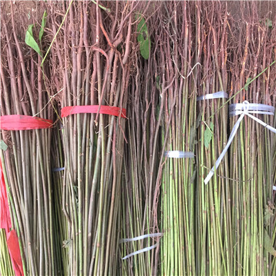占地大香椿苗苗圃出售