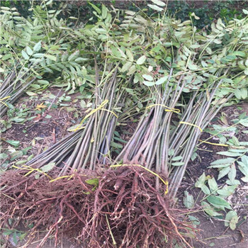 大香椿苗批發(fā)價(jià)格占地大香椿苗批發(fā)基地