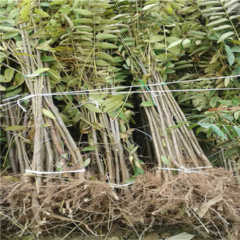 大棚香椿苗种植技术山东香椿苗基地大棚香椿苗出售价格