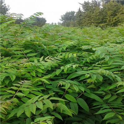 大棚香椿苗種植技術(shù)直徑一公分大棚香椿苗一棵價(jià)錢