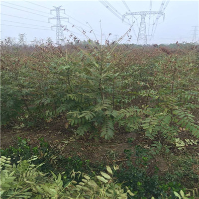 大香椿苗苗場電話一公分半大香椿苗批發基地