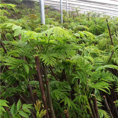 香椿树小苗种植技术直径一公分香椿树小苗品种特点