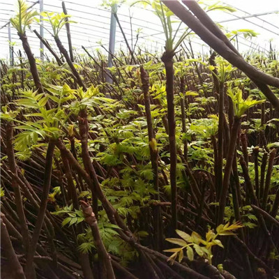 香椿苗基地報價一公分半香椿苗價格及報價