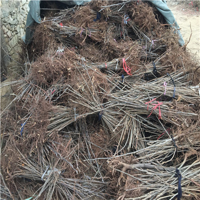 大香椿苗批發基地占地大香椿苗每天報價