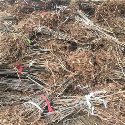 大香椿苗苗場電話一公分半大香椿苗批發基地
