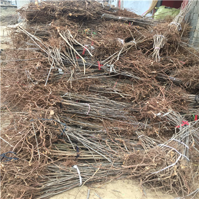 泰山香椿苗成熟季節(jié)山東香椿苗基地泰山香椿苗批發(fā)基地