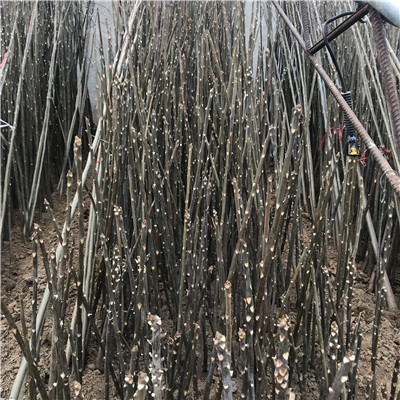 大香椿苗种植技术高度一米以上大香椿苗品种特点