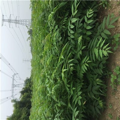 香椿樹小苗價格及報價兩年的香椿樹小苗批發(fā)基地