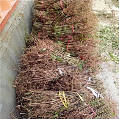 香椿小苗苗場電話直徑一公分香椿小苗批發(fā)基地