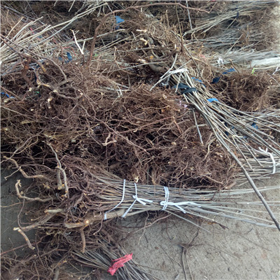 香椿樹(shù)小苗苗場(chǎng)電話(huà)兩年的香椿樹(shù)小苗出售價(jià)格