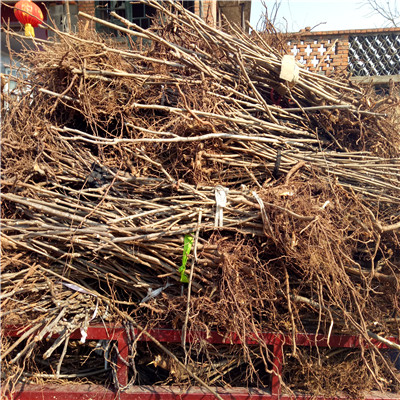 香椿苗成熟季节占地香椿苗品种特点