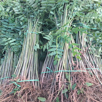 泰山紅油香椿苗種植季節(jié)占地泰山紅油香椿苗銷售電話