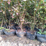 钱德勒蓝莓苗两年结果高度50公分以上钱德勒蓝莓苗品种特点
