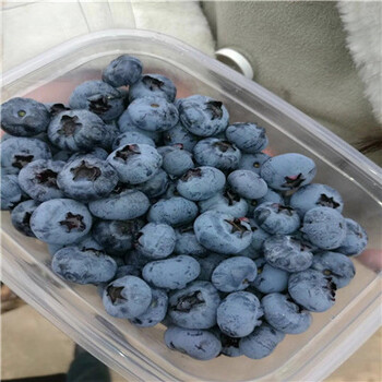 夏普兰蓝莓苗苗圃出售高度50公分以上夏普兰蓝莓苗苗圃出售