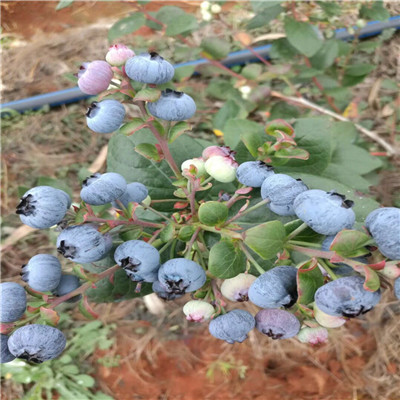 自由蓝莓苗成熟季节新品种蓝莓苗自由蓝莓苗一棵价钱