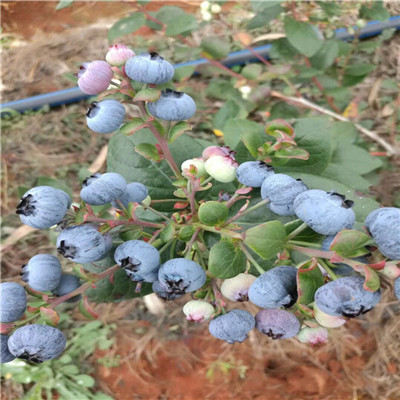 山东蓝莓苗基地蓝莓小苗种植技术