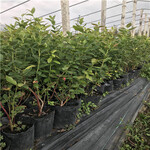 钱德勒蓝莓苗品种特色高度50公分以上钱德勒蓝莓苗价格及报价