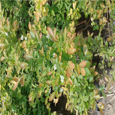 钱德勒蓝莓苗两年结果高度50公分以上钱德勒蓝莓苗品种特点