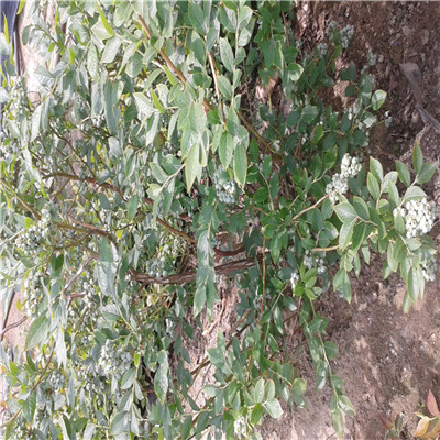 奥尼尔蓝莓苗种植技术营养钵蓝莓苗奥尼尔蓝莓苗批发基地