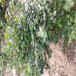 茶花蓝莓苗品种特色占地大蓝莓茶花蓝莓苗每天报价