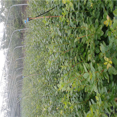 瑞卡蓝莓苗品种特色山东蓝莓苗基地瑞卡蓝莓苗品种特点
