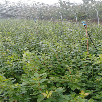 蓝莓苗批发价格高度50公分以上蓝莓苗市场报价