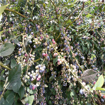 坤蓝蓝莓苗种植季节两年生坤蓝蓝莓苗批发基地
