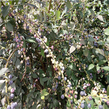 杜克藍(lán)莓苗成熟季節(jié)新品種藍(lán)莓苗杜克藍(lán)莓苗一棵價(jià)錢