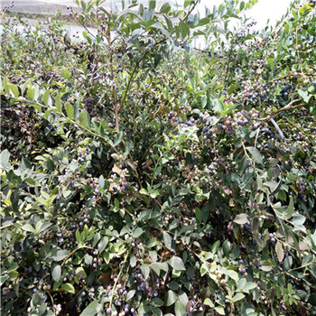 坤蓝蓝莓苗苗圃出售高度50公分以上坤蓝蓝莓苗苗圃出售