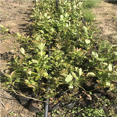 山东蓝莓苗基地蓝莓小苗种植技术