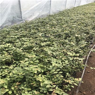 瑞卡蓝莓苗品种特色山东蓝莓苗基地瑞卡蓝莓苗品种特点