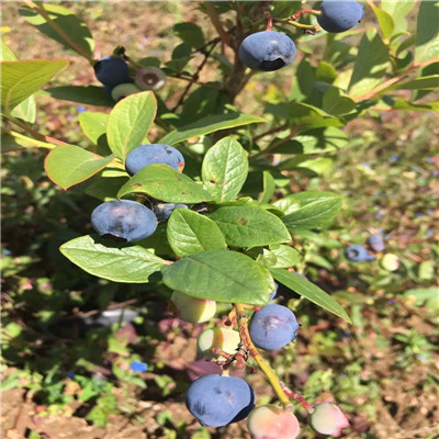 追雪蓝莓苗种植技术营养钵蓝莓苗追雪蓝莓苗销售电话