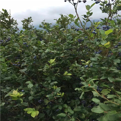 蓝莓苗批发价格新品种蓝莓苗蓝莓苗品种特点