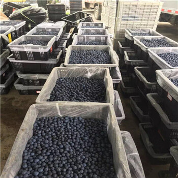 坤蓝蓝莓苗价格及报价营养钵蓝莓苗坤蓝蓝莓苗出售价格