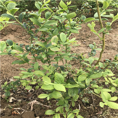 夏普兰蓝莓苗批发价格高度50公分以上夏普兰蓝莓苗品种特点