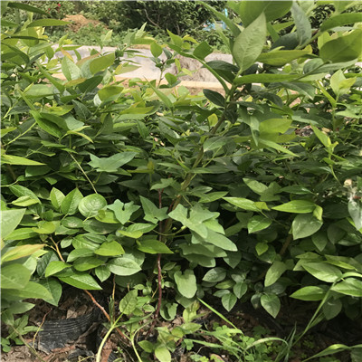 坤蓝蓝莓苗种植季节两年生坤蓝蓝莓苗批发基地