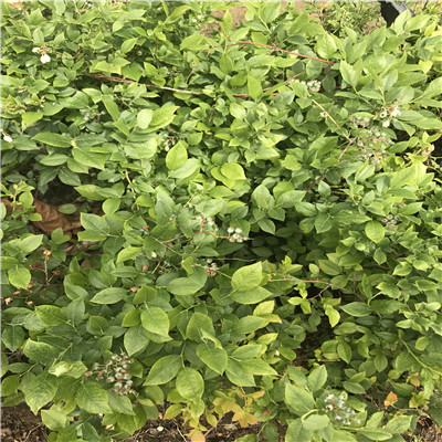 自由蓝莓苗种植季节占地大蓝莓自由蓝莓苗价格及报价