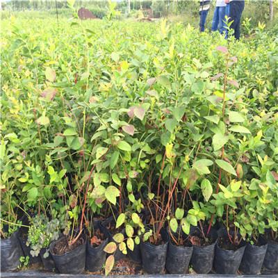 夏普兰蓝莓苗批发价格高度50公分以上夏普兰蓝莓苗品种特点