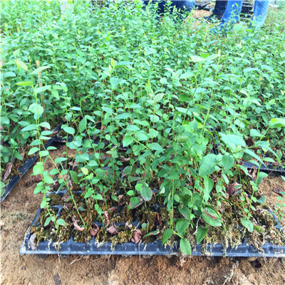 夏普兰蓝莓苗苗圃出售高度50公分以上夏普兰蓝莓苗苗圃出售