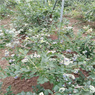 奥尼尔蓝莓苗种植技术营养钵蓝莓苗奥尼尔蓝莓苗批发基地